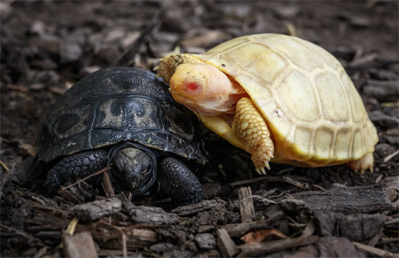 لأول مرة.. ولادة سلحفاة عملاقة نادرة مصابة بالمهق.. صور صورة رقم 2