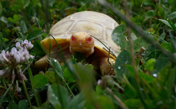 لأول مرة.. ولادة سلحفاة عملاقة نادرة مصابة بالمهق.. صور صورة رقم 4