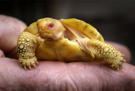 لأول مرة.. ولادة سلحفاة عملاقة نادرة مصابة بالمهق.. صور صورة رقم 6