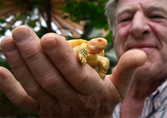 لأول مرة.. ولادة سلحفاة عملاقة نادرة مصابة بالمهق.. صور صورة رقم 7