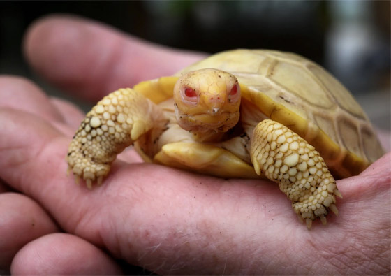 لأول مرة.. ولادة سلحفاة عملاقة نادرة مصابة بالمهق.. صور صورة رقم 8