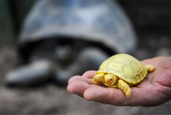لأول مرة.. ولادة سلحفاة عملاقة نادرة مصابة بالمهق.. صور صورة رقم 9