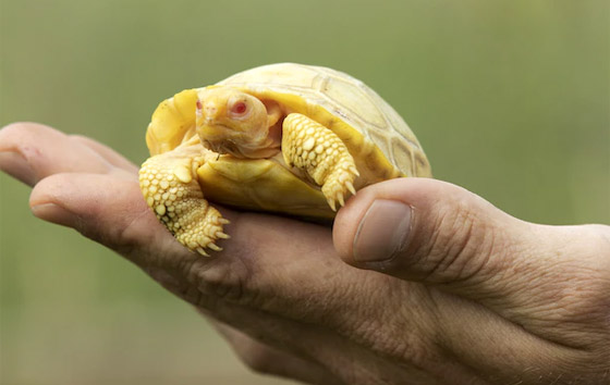 لأول مرة.. ولادة سلحفاة عملاقة نادرة مصابة بالمهق.. صور صورة رقم 10