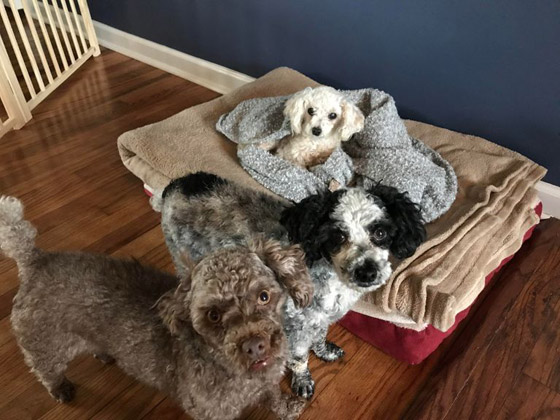 تترك وظيفة بـ60 ألف إسترليني سنوياً للعمل في 