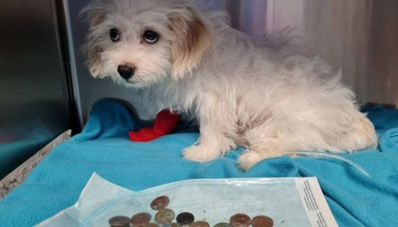 عمرها 3 أشهر.. لن تصدق ما وجده الأطباء في معدة جرو صغير صورة رقم 1