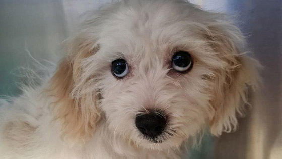 عمرها 3 أشهر.. لن تصدق ما وجده الأطباء في معدة جرو صغير صورة رقم 3