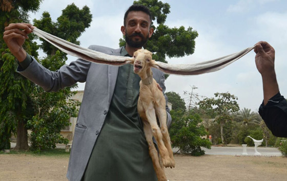 عنزة تحصل على لقب أطول أذنين بالعالم.. طول الواحدة نصف متر! صور صورة رقم 1