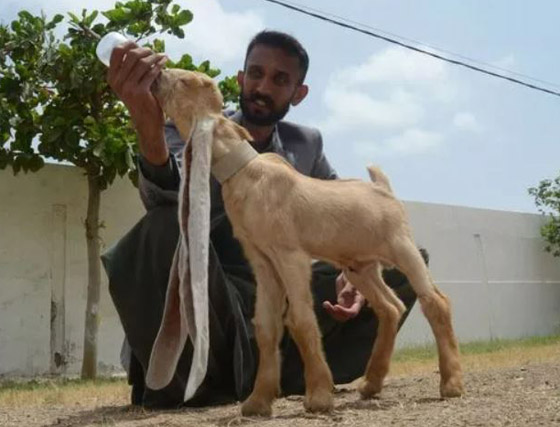 عنزة تحصل على لقب أطول أذنين بالعالم.. طول الواحدة نصف متر! صور صورة رقم 4