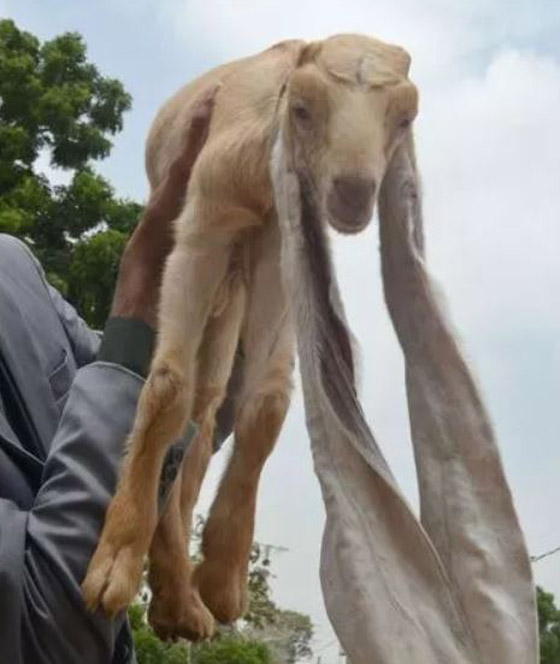 عنزة تحصل على لقب أطول أذنين بالعالم.. طول الواحدة نصف متر! صور صورة رقم 5