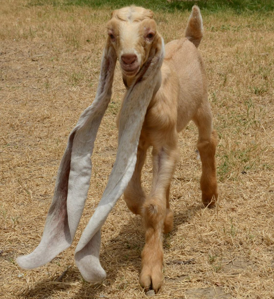 عنزة تحصل على لقب أطول أذنين بالعالم.. طول الواحدة نصف متر! صور صورة رقم 2