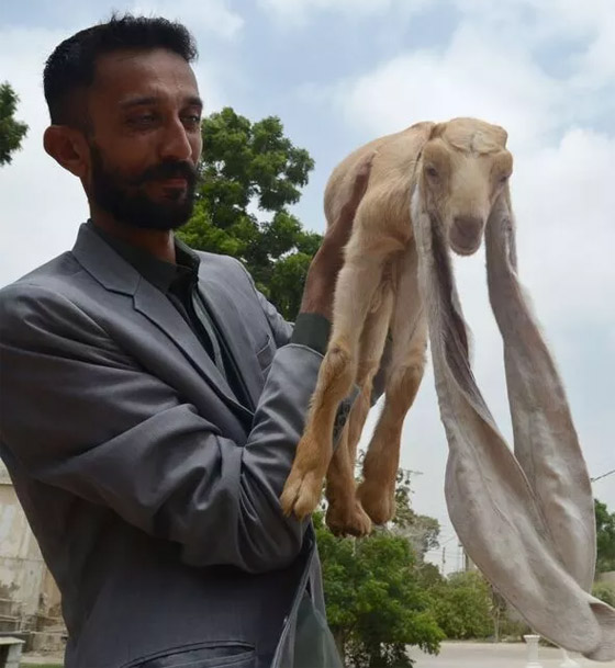 عنزة تحصل على لقب أطول أذنين بالعالم.. طول الواحدة نصف متر! صور صورة رقم 3