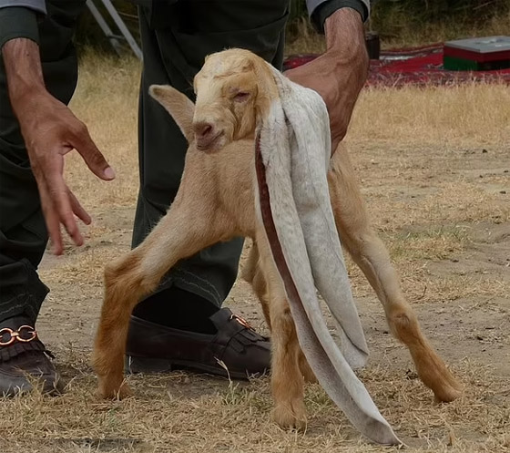 عنزة تحصل على لقب أطول أذنين بالعالم.. طول الواحدة نصف متر! صور صورة رقم 6