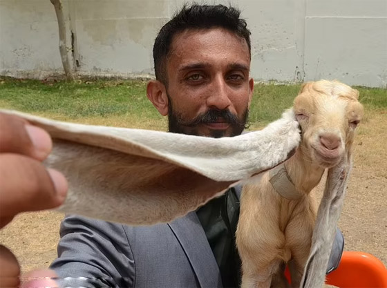 عنزة تحصل على لقب أطول أذنين بالعالم.. طول الواحدة نصف متر! صور صورة رقم 7