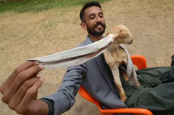 عنزة تحصل على لقب أطول أذنين بالعالم.. طول الواحدة نصف متر! صور صورة رقم 8