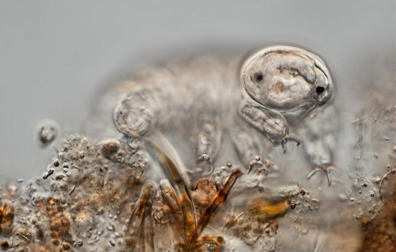 غادرت الأرض لأول مرة عام 2007.. كيف تستطيع 