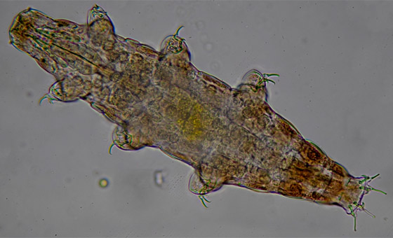 غادرت الأرض لأول مرة عام 2007.. كيف تستطيع 