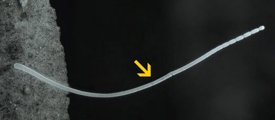 اكتشاف أكبر بكتيريا في العالم.. تُرى بالعين المجردة! فيديو وصور صورة رقم 6