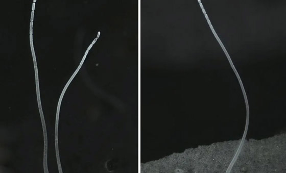 اكتشاف أكبر بكتيريا في العالم.. تُرى بالعين المجردة! فيديو وصور صورة رقم 7