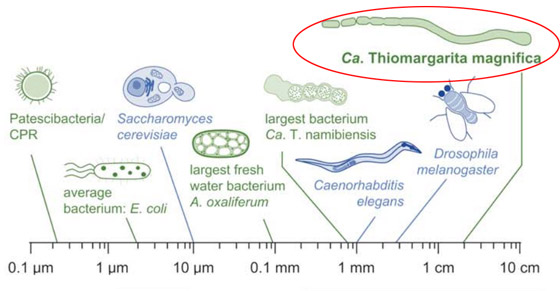 اكتشاف أكبر بكتيريا في العالم.. تُرى بالعين المجردة! فيديو وصور صورة رقم 8