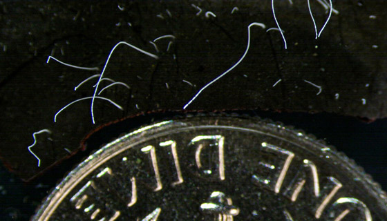 اكتشاف أكبر بكتيريا في العالم.. تُرى بالعين المجردة! فيديو وصور صورة رقم 9