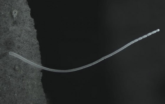 اكتشاف أكبر بكتيريا في العالم.. تُرى بالعين المجردة! فيديو وصور صورة رقم 2