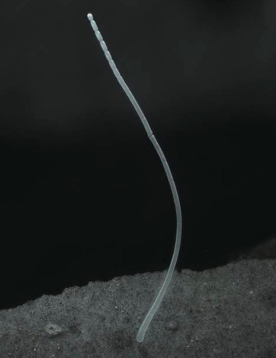 اكتشاف أكبر بكتيريا في العالم.. تُرى بالعين المجردة! فيديو وصور صورة رقم 10