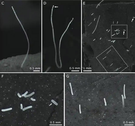 اكتشاف أكبر بكتيريا في العالم.. تُرى بالعين المجردة! فيديو وصور صورة رقم 1