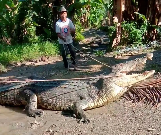 باستخدام حبل فقط.. قروي إندونيسي يصطاد تمساحا عملاقا.. صور صورة رقم 3