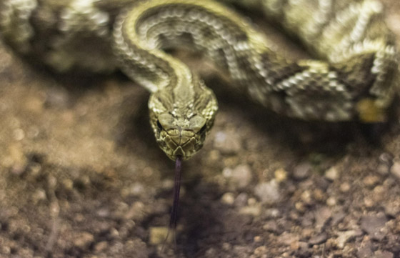 إحداها مليئة بالعرائس المرعبة وأخرى 