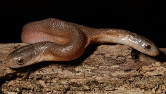 مفاجأة لصائد أفاعي.. ثعبان نادر برأسين! صور صورة رقم 2