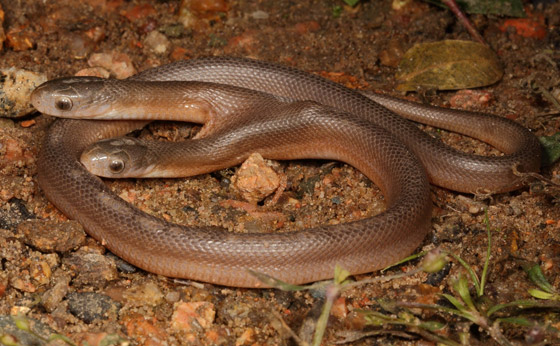 مفاجأة لصائد أفاعي.. ثعبان نادر برأسين! صور صورة رقم 3