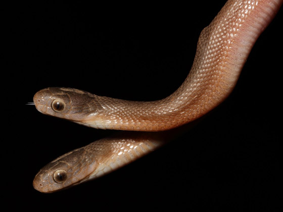 مفاجأة لصائد أفاعي.. ثعبان نادر برأسين! صور صورة رقم 4