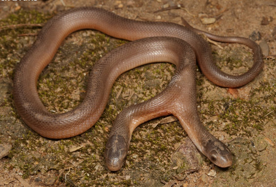 مفاجأة لصائد أفاعي.. ثعبان نادر برأسين! صور صورة رقم 1