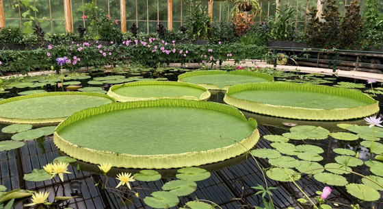 صور: اكتشاف أكبر زنبقة مائية في العالم داخل حديقة بريطانية صورة رقم 2