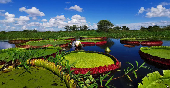 صور: اكتشاف أكبر زنبقة مائية في العالم داخل حديقة بريطانية صورة رقم 3
