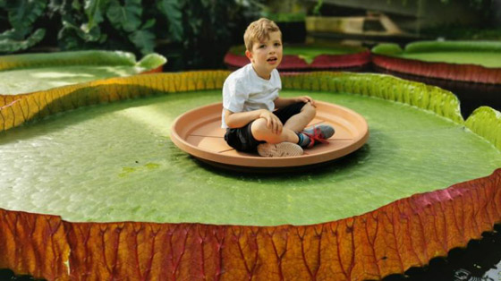 صور: اكتشاف أكبر زنبقة مائية في العالم داخل حديقة بريطانية صورة رقم 7