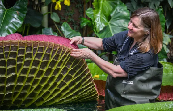 صور: اكتشاف أكبر زنبقة مائية في العالم داخل حديقة بريطانية صورة رقم 10