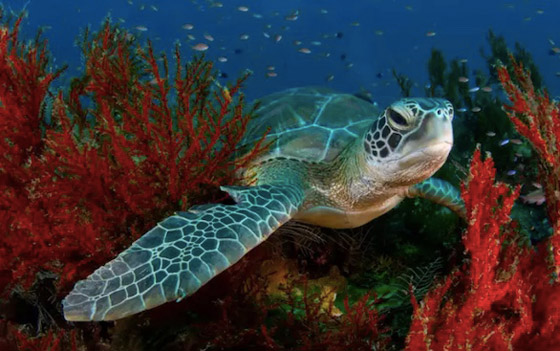 أفضل أماكن الغوص حول العالم صورة رقم 3