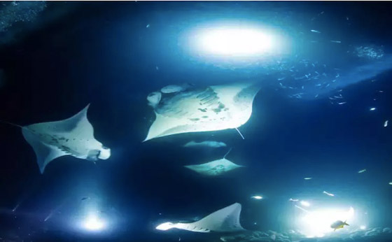 أفضل أماكن الغوص حول العالم صورة رقم 7