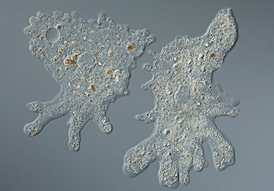 الأميبا آكلة الدماغ.. أكثر الطفيليات فتكا صورة رقم 1