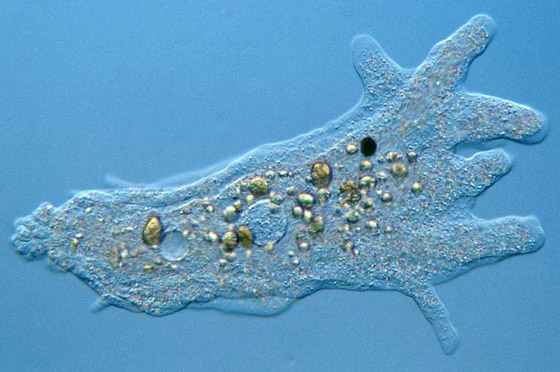 الأميبا آكلة الدماغ.. أكثر الطفيليات فتكا صورة رقم 3