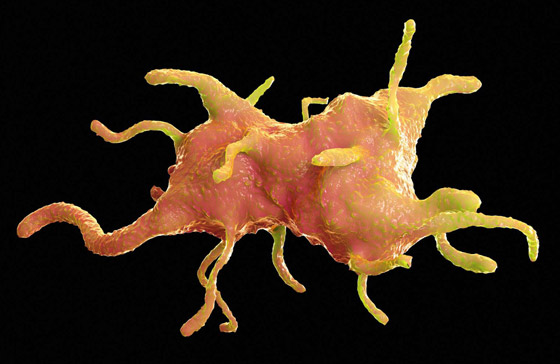 الأميبا آكلة الدماغ.. أكثر الطفيليات فتكا صورة رقم 4