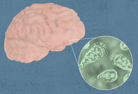 الأميبا آكلة الدماغ.. أكثر الطفيليات فتكا صورة رقم 2