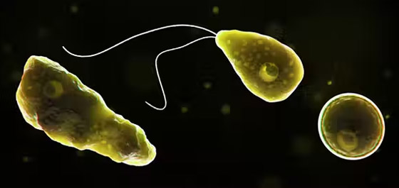 الأميبا آكلة الدماغ.. أكثر الطفيليات فتكا صورة رقم 7