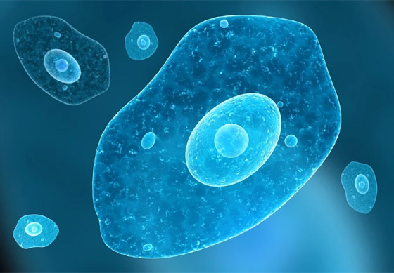 الأميبا آكلة الدماغ.. أكثر الطفيليات فتكا صورة رقم 8