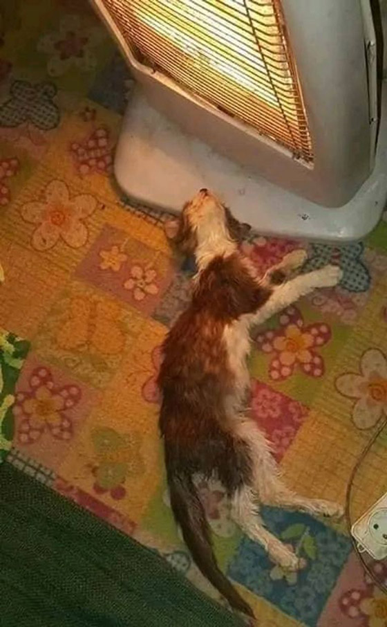 جزائرية تغيث قطاً فينقذها من موت محقق.. قصة 