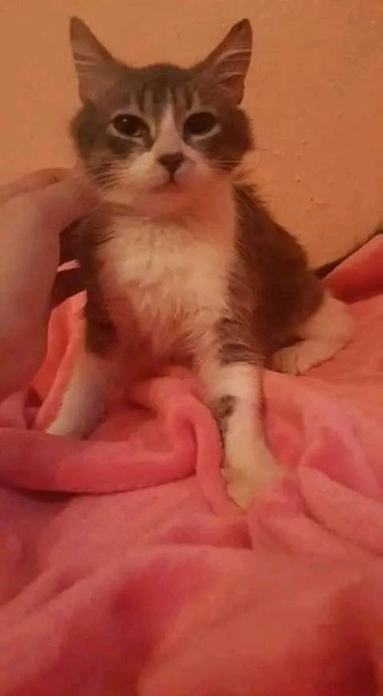 جزائرية تغيث قطاً فينقذها من موت محقق.. قصة 