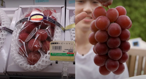 فيديو وصور: بيع عنقود عنب ياباني بسعر خيالي! صورة رقم 3 فيديو وصور: بيع عنقود عنب ياباني بسعر خيالي! صورة رقم 3