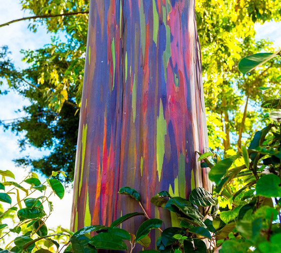 شجرة قوس قزح.. تعرفوا إلى أغرب أشجار العالم المدهشة صورة رقم 2
