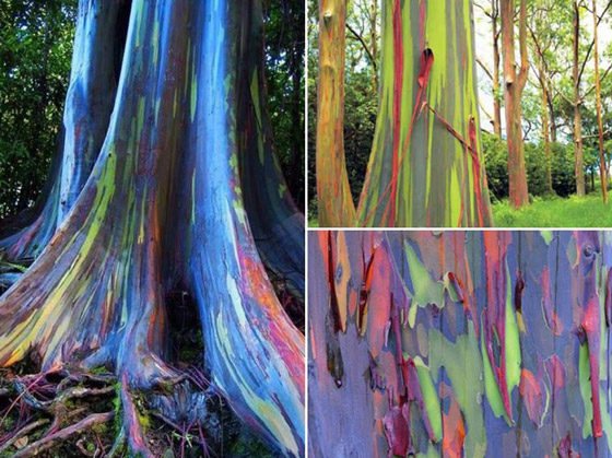 شجرة قوس قزح.. تعرفوا إلى أغرب أشجار العالم المدهشة صورة رقم 5
